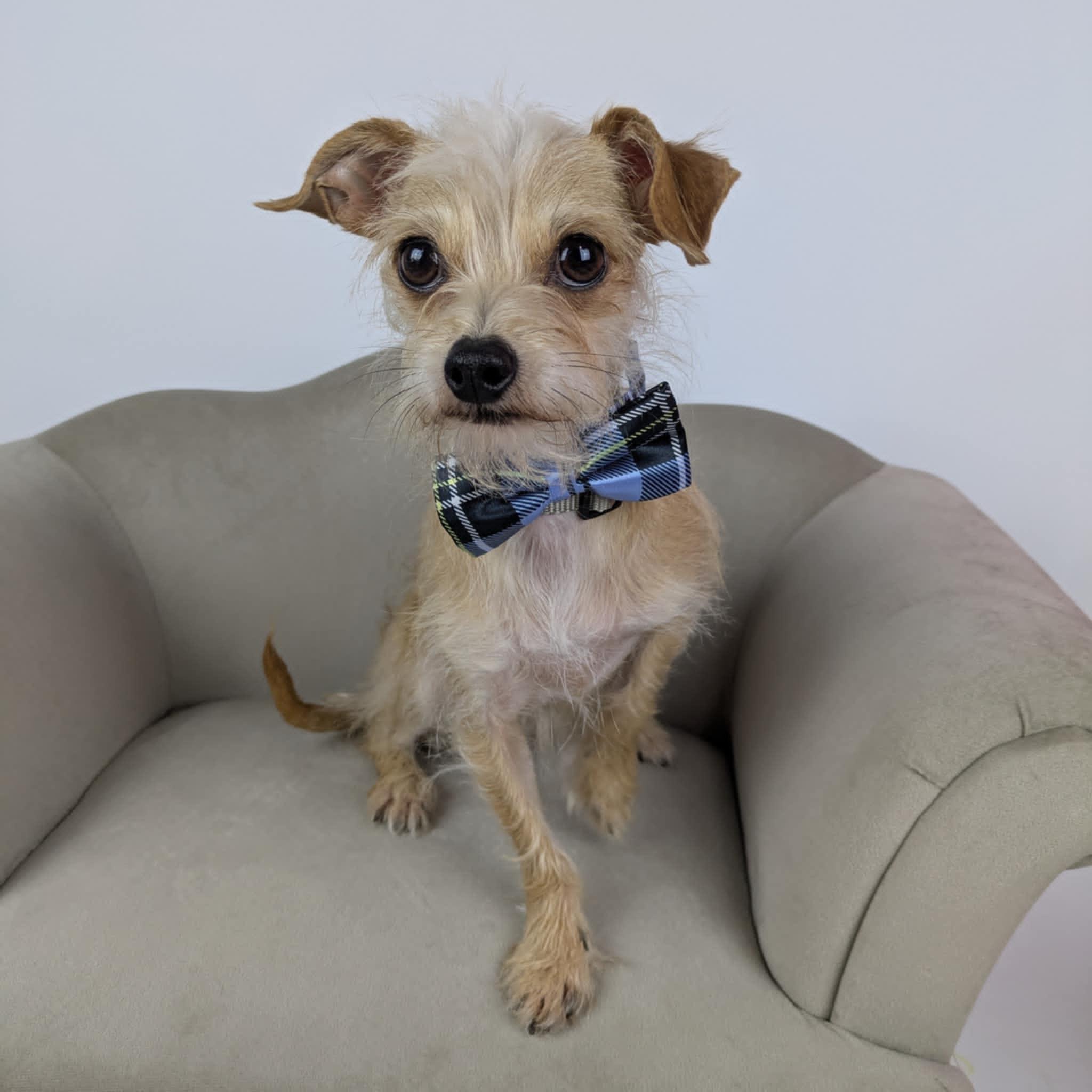 Jeff, an adopted mixed breed in Round Rock, TX image 3/3