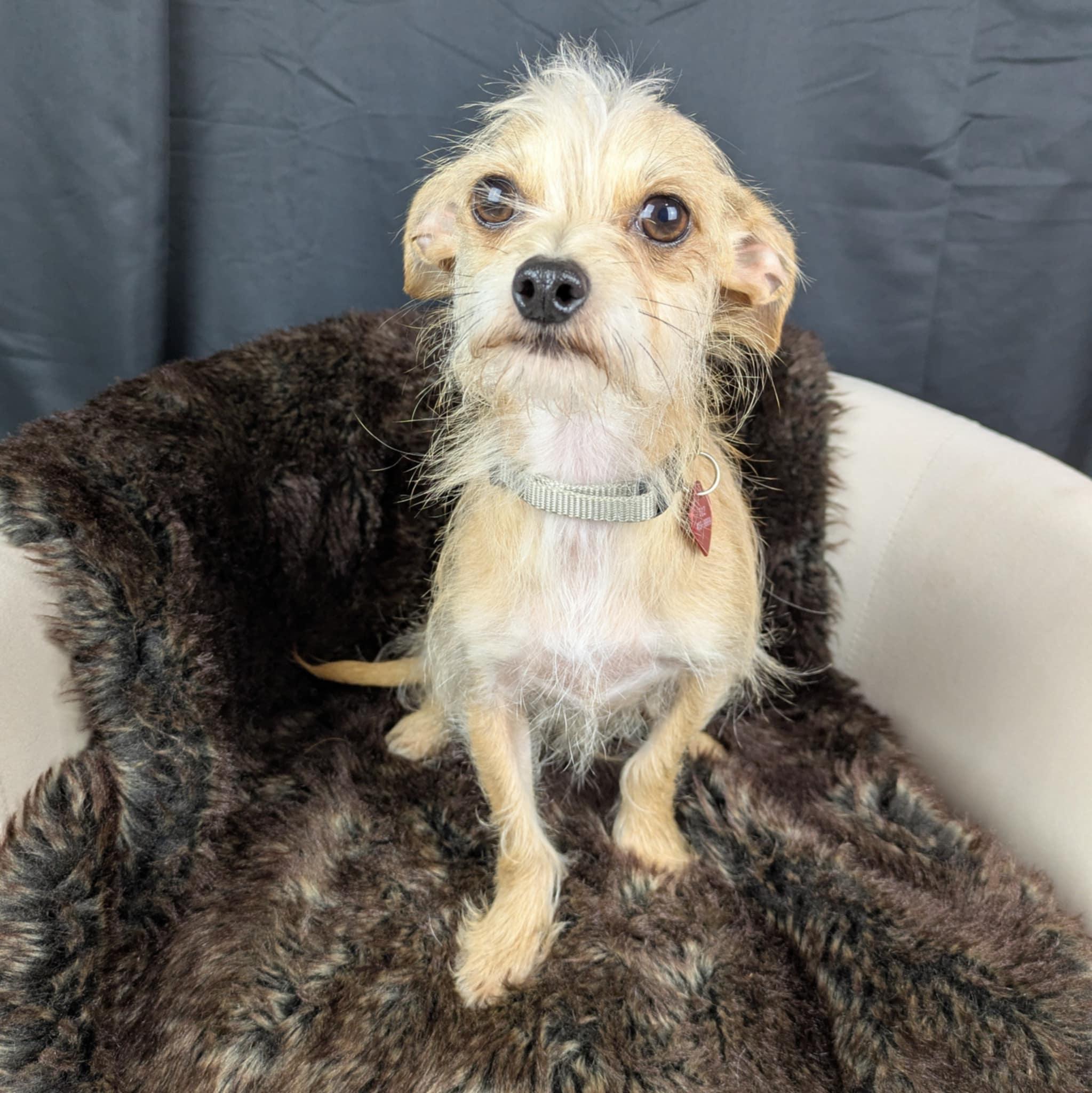 Enlarge Jeff, a Adoptable mixed breed in Round Rock, TX image 1/1