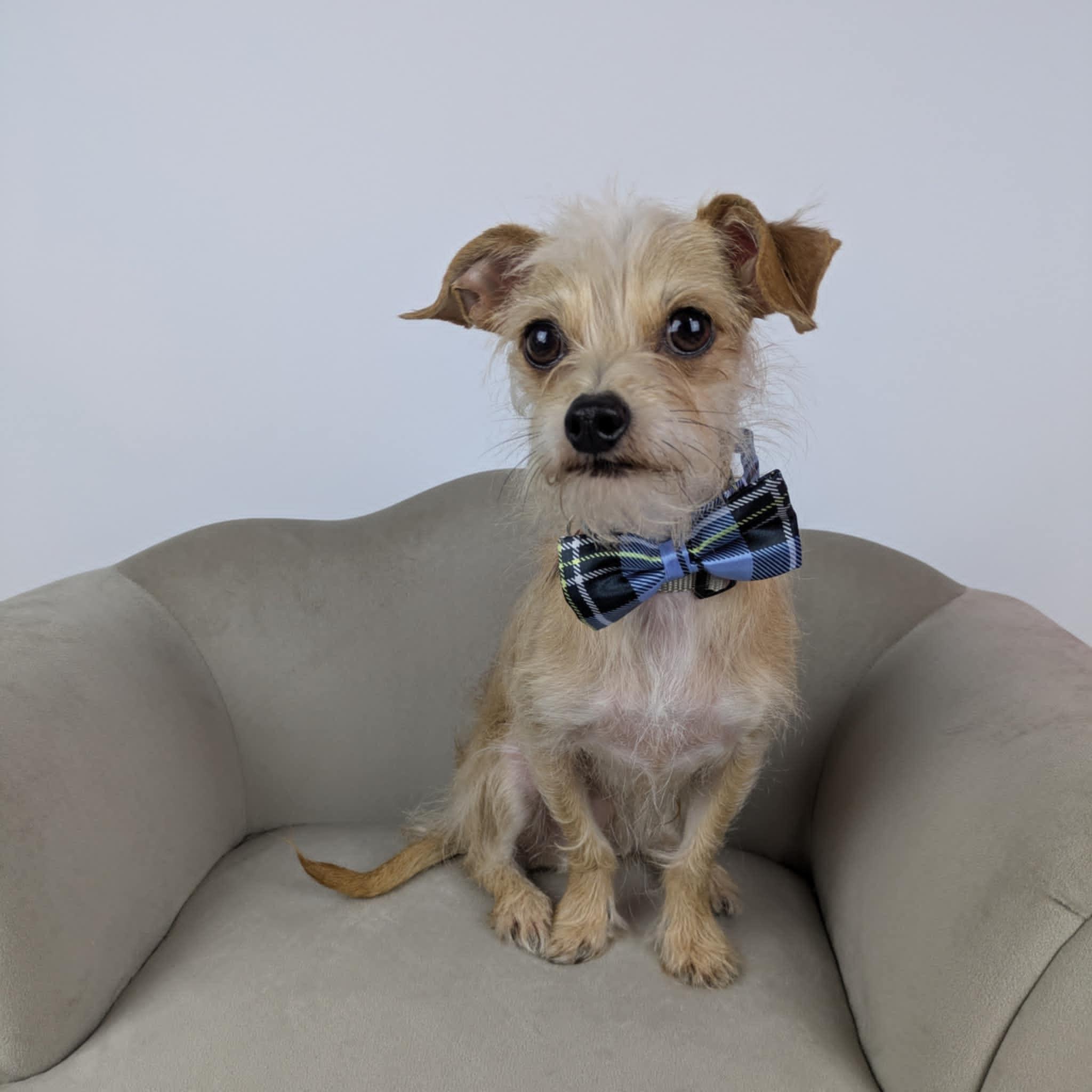 Jeff, adopted, Young Male Yorkshire Terrier & Chihuahua.