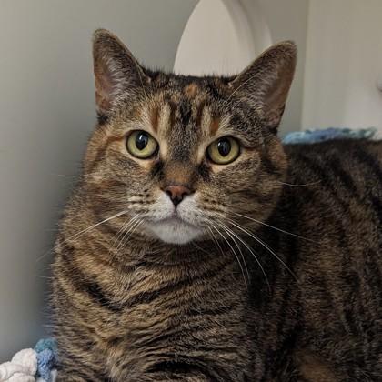 Bella, Adoptable, Adult Female Domestic Short Hair & Domestic Short Hair.