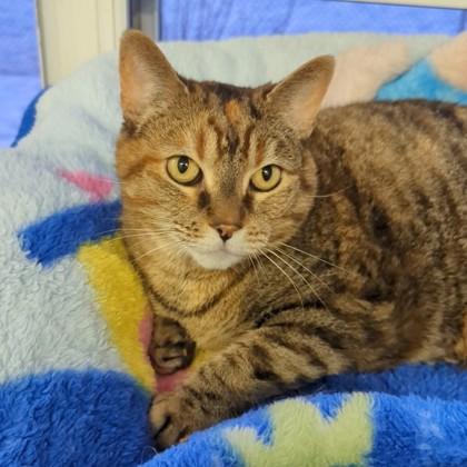 Enlarge Bella, a Adoptable Domestic Short Hair in Erin, ON image 1/3