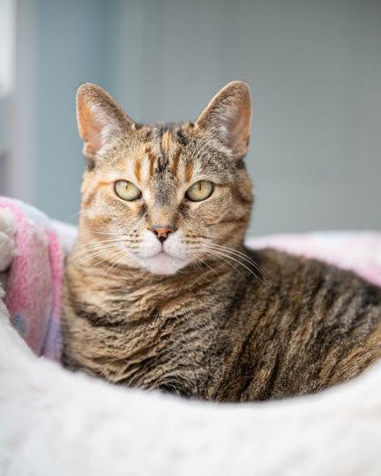 Bella, Adoptable, Adult Female Domestic Short Hair & Domestic Short Hair.