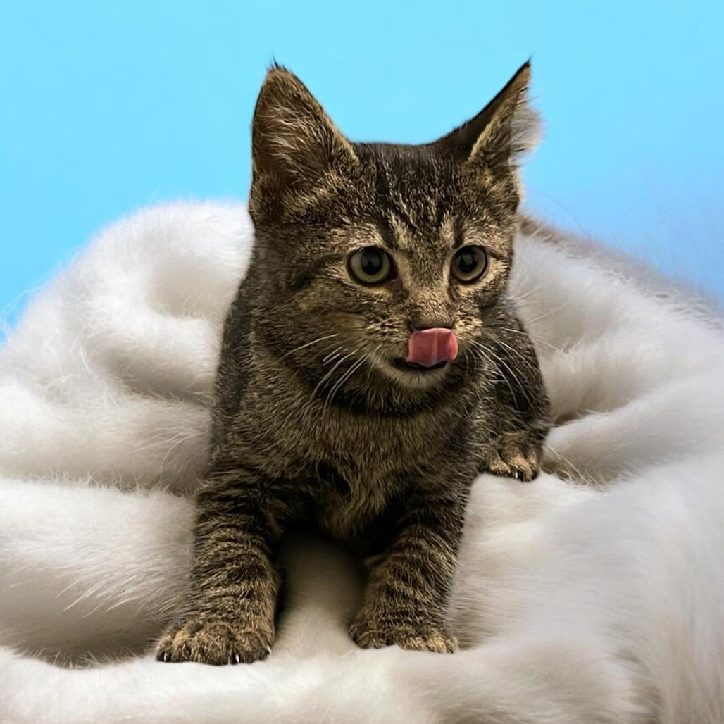 FERRIS WHEEL, a ADOPTABLE Domestic Short Hair in Graham, WA image 2/2