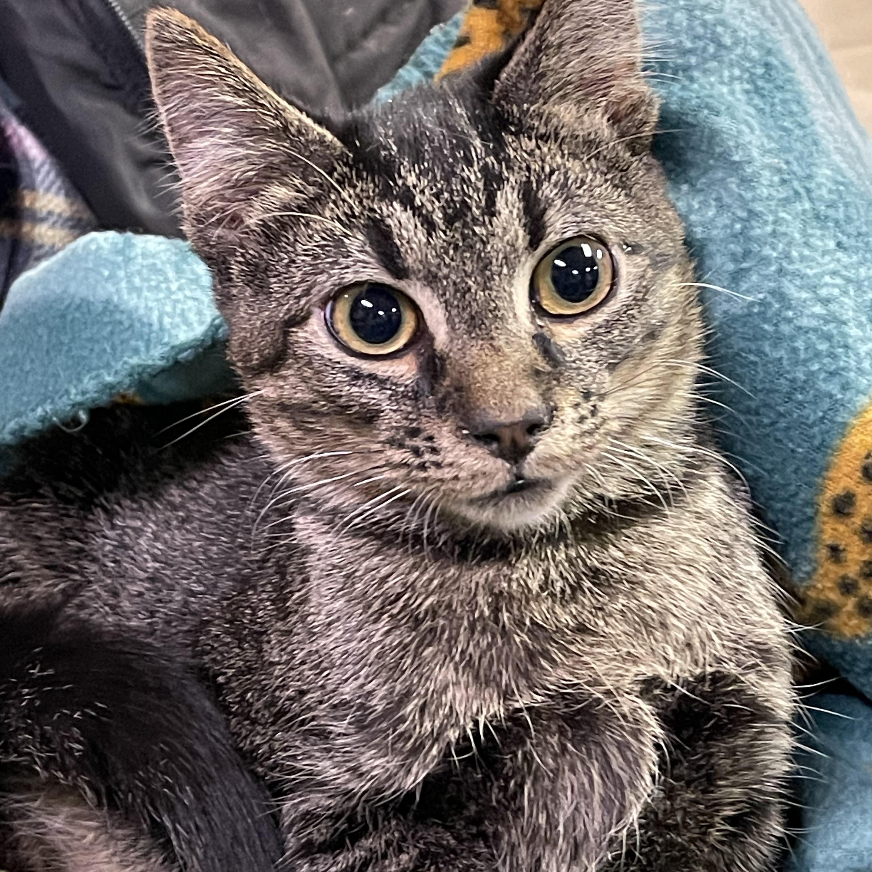 FERRIS WHEEL, a ADOPTABLE Domestic Short Hair in Graham, WA image 1/2