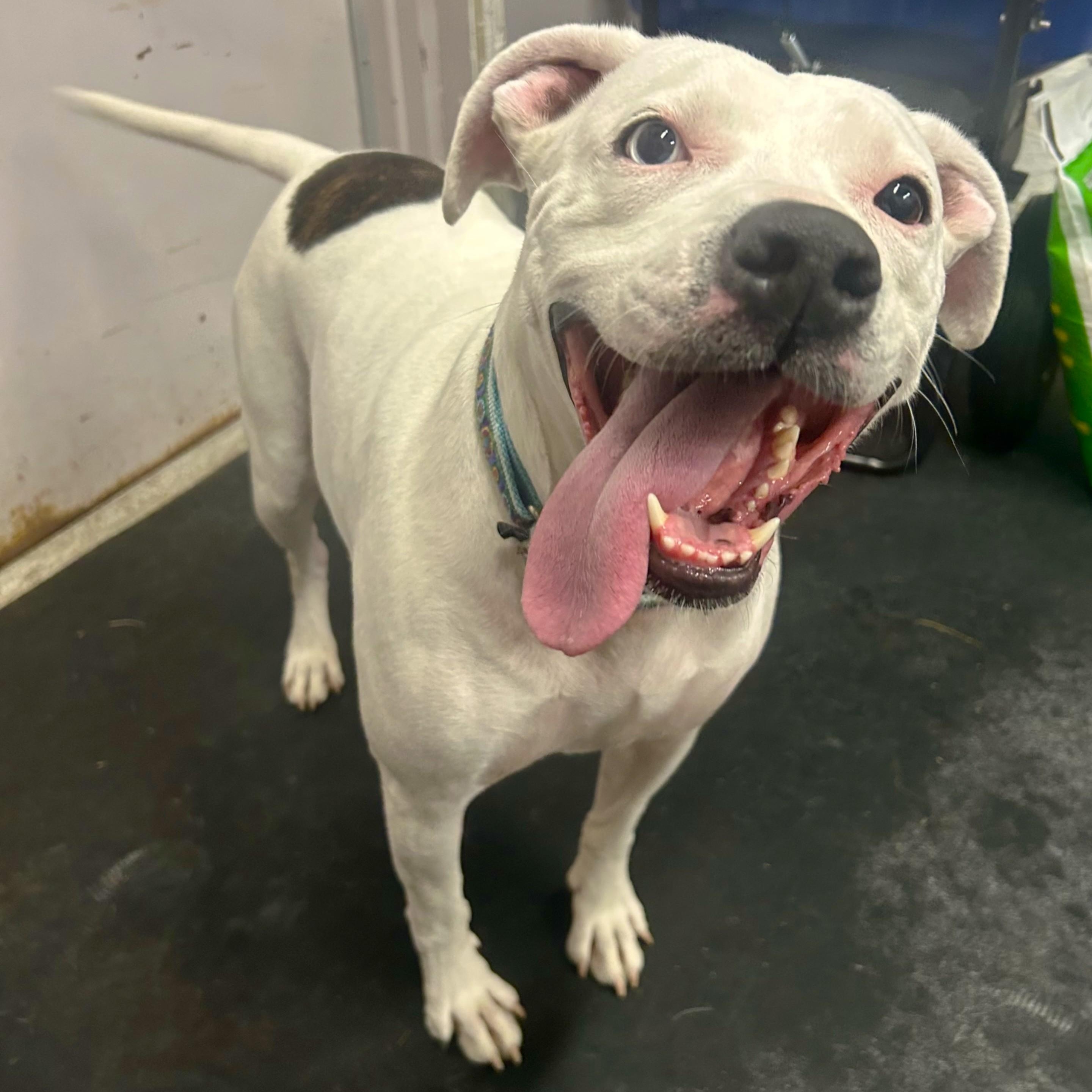 Enlarge Lily-Biggest sweetheart! , a ADOPTABLE mixed breed in Oshkosh, WI image 4/5