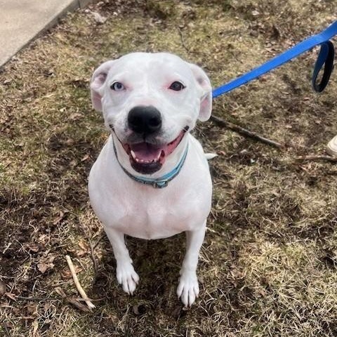 Enlarge Lily-Biggest sweetheart! , a ADOPTABLE mixed breed in Oshkosh, WI image 3/5