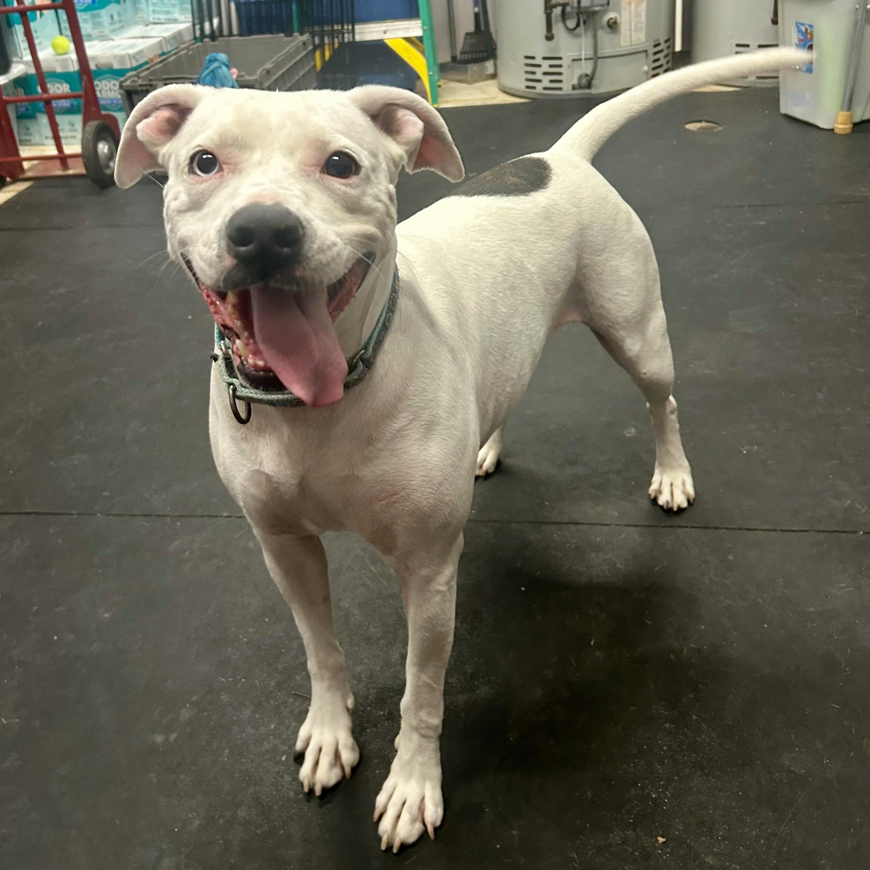 Enlarge Lily-Biggest sweetheart! , a ADOPTABLE mixed breed in Oshkosh, WI image 5/5