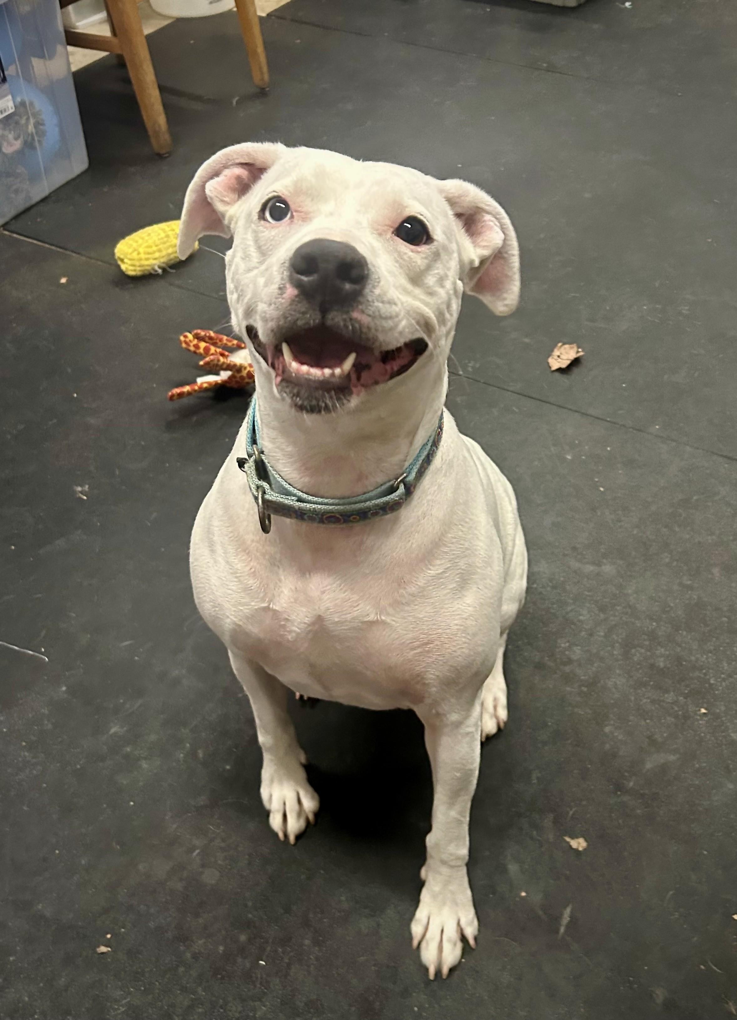 Enlarge Lily-Biggest sweetheart! , a ADOPTABLE mixed breed in Oshkosh, WI image 2/5