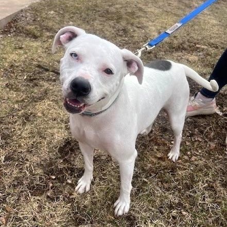 Enlarge Lily-Biggest sweetheart! , a ADOPTABLE mixed breed in Oshkosh, WI image 1/5