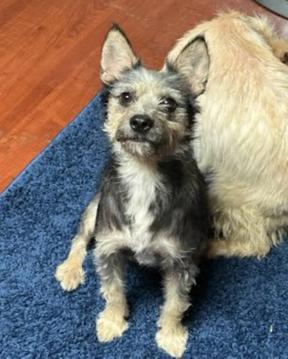 Enlarge Olivia, a Adoptable mixed breed in Huntington Beach, CA image 1/1