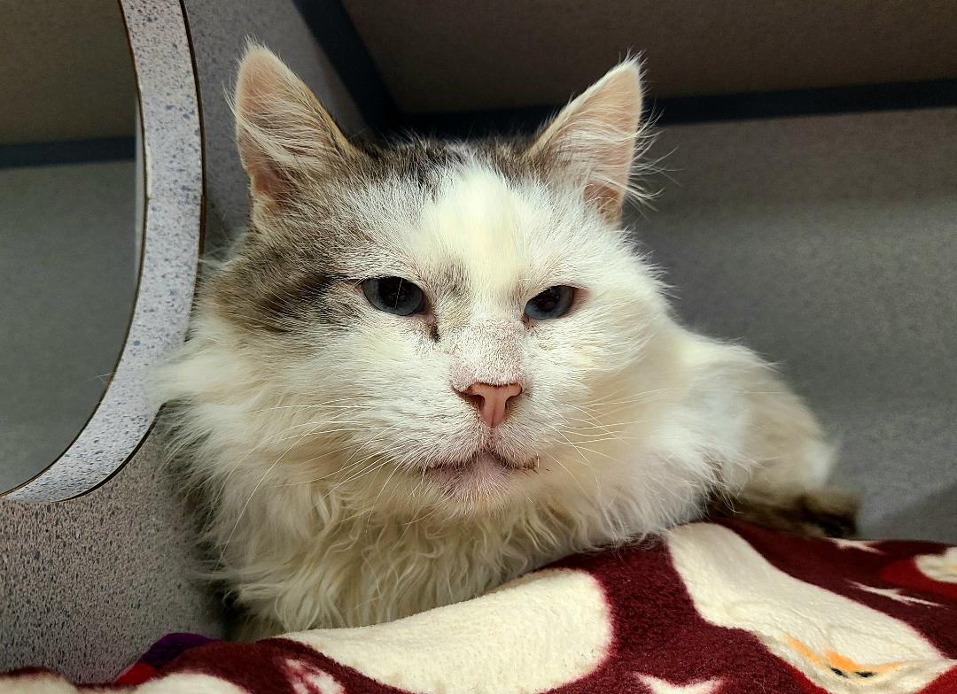 Enlarge Dandy, a ADOPTABLE Siamese in Kirkland, WA image 1/1