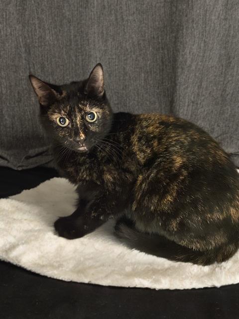 Enlarge ATHENA, a Adoptable Domestic Short Hair in Agoura, CA image 1/1