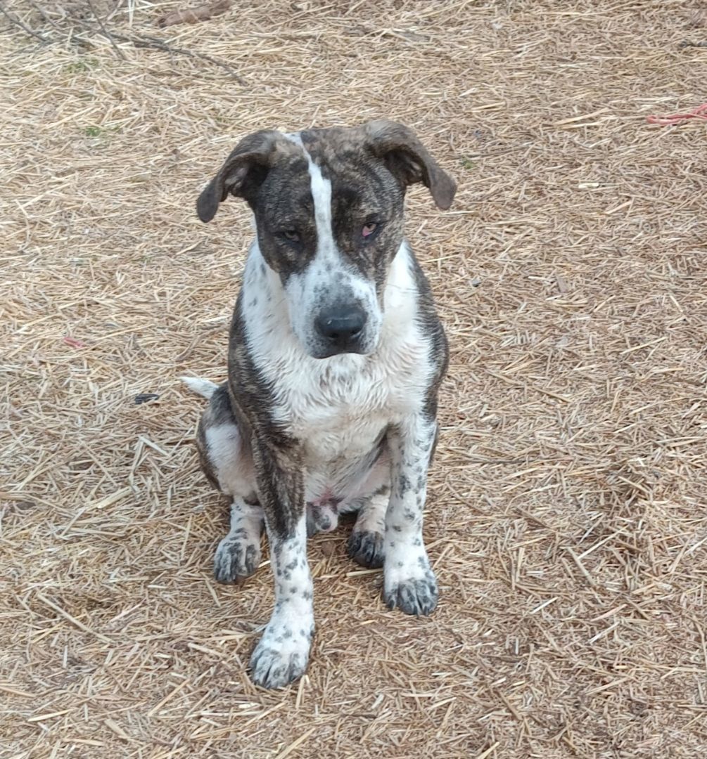 Springfield Poppy Dog for adoption - Poppy, a Plott Hound in Springfield, OR | Petfinder