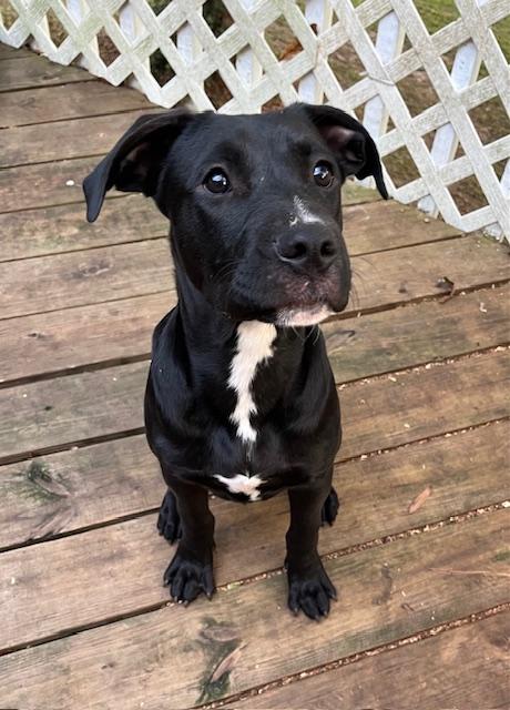 Willie, a Adoptable mixed breed in Greensboro, GA image 1/4