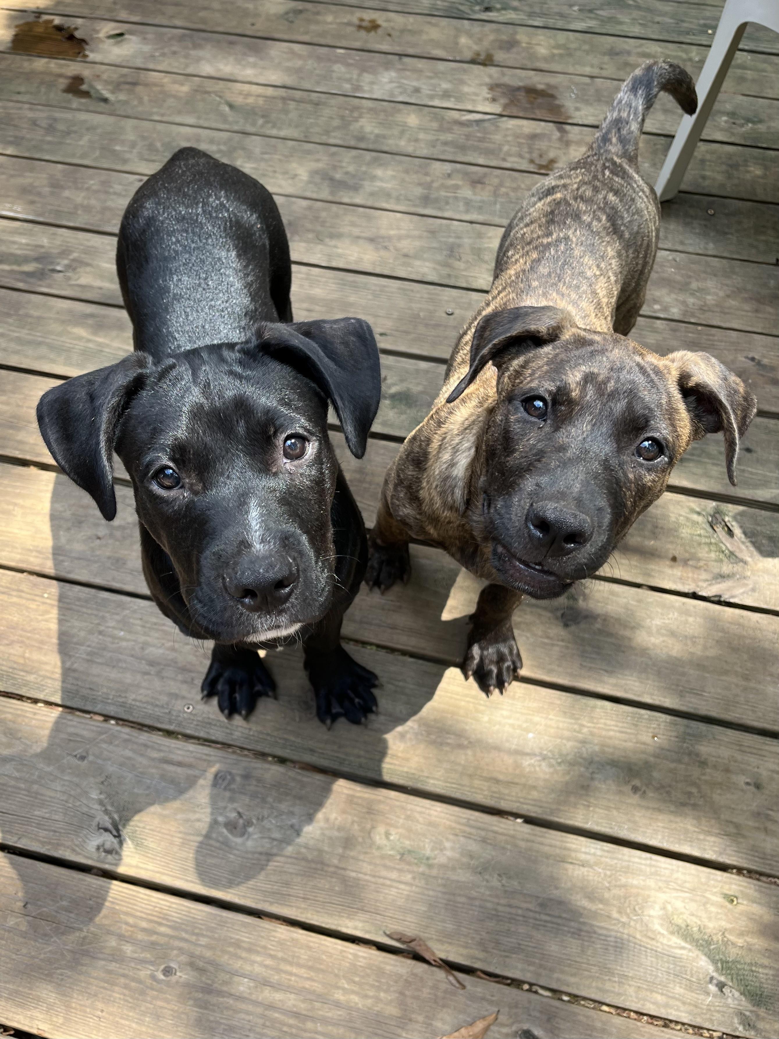 Willie, a Adoptable mixed breed in Greensboro, GA image 3/4