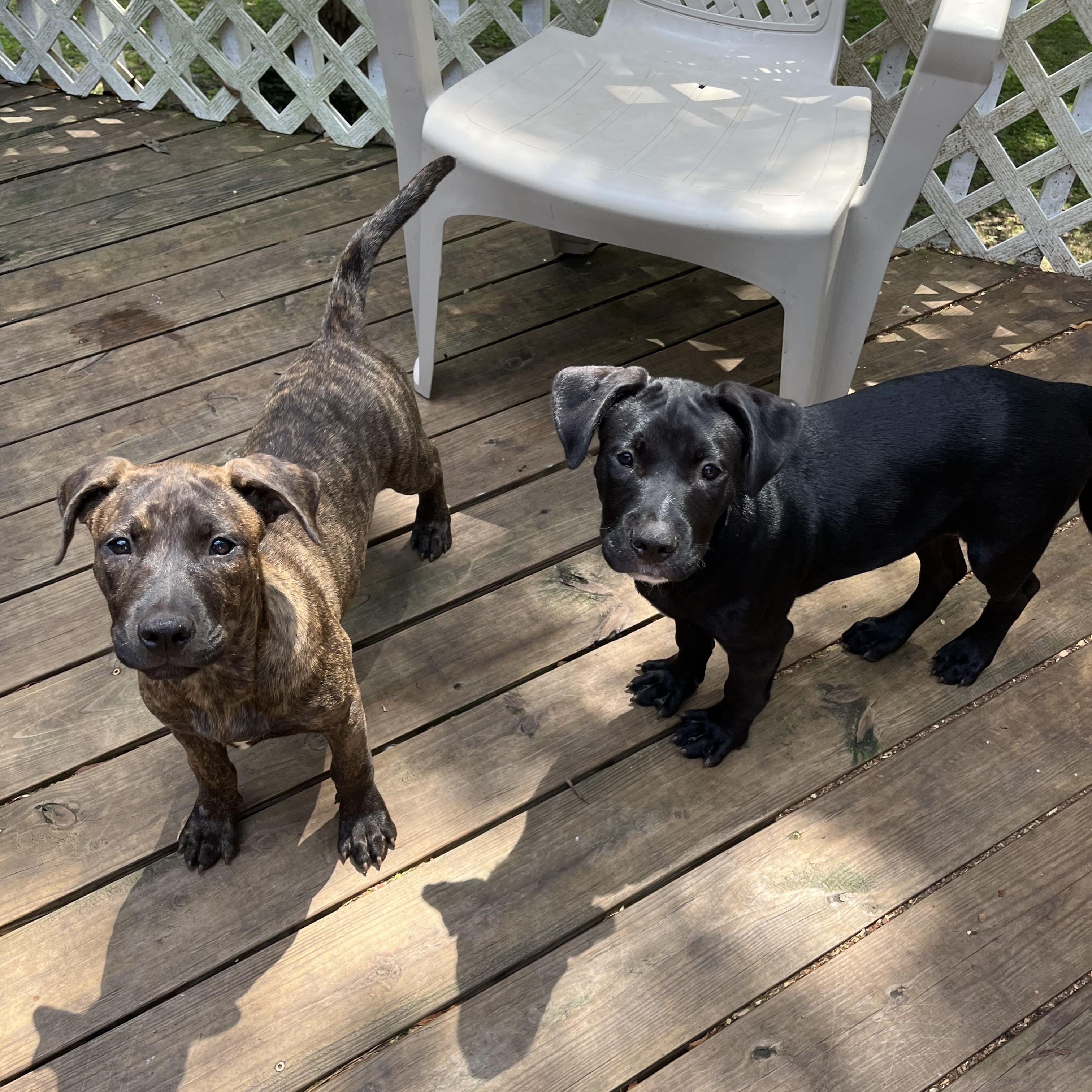 Willie, a Adoptable mixed breed in Greensboro, GA image 4/4