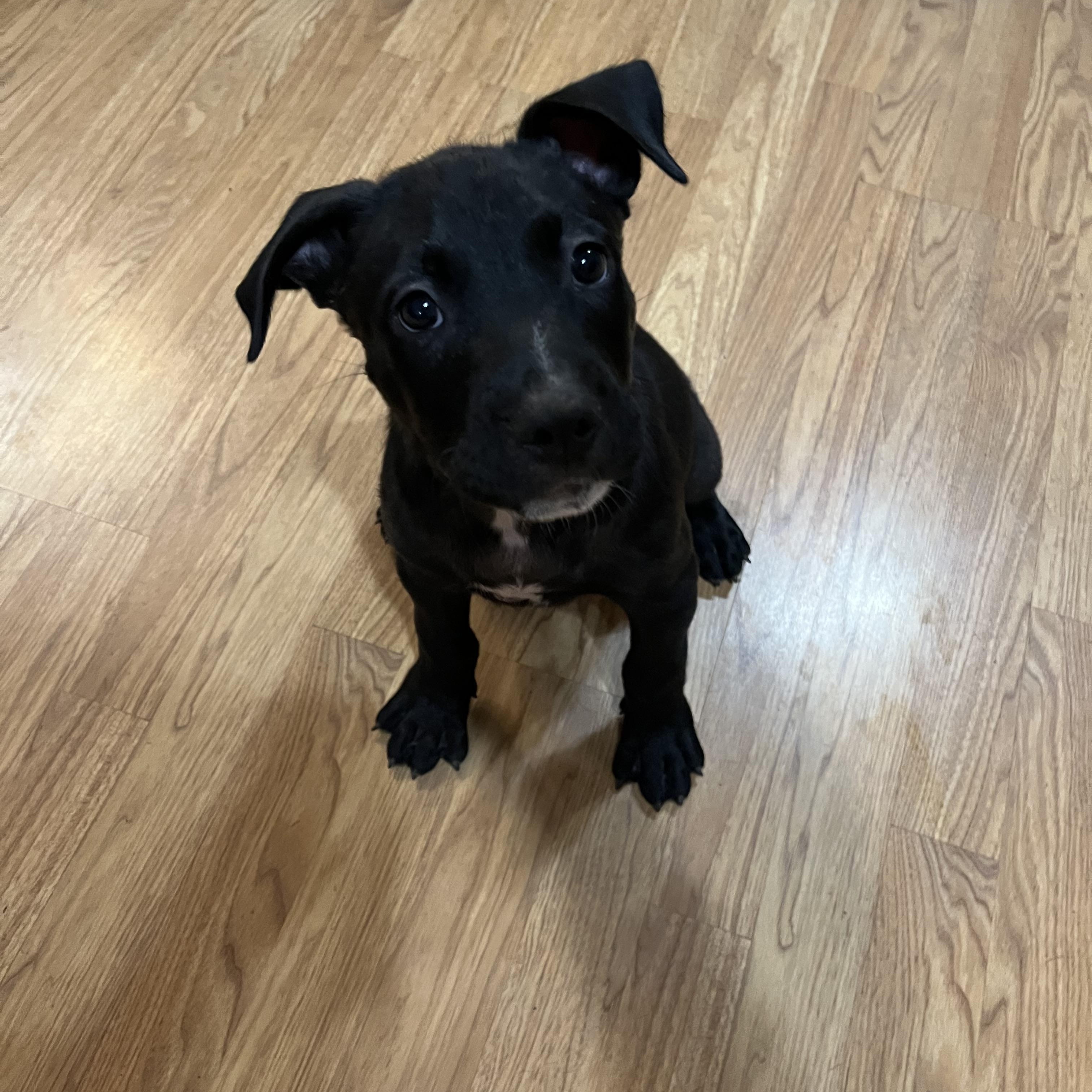 Willie, a Adoptable mixed breed in Greensboro, GA image 2/4