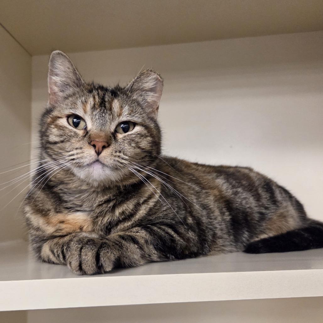 Atlas, Adoptable, Adult Female Domestic Short Hair.