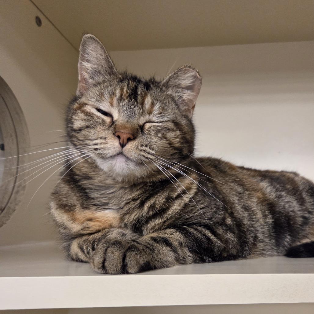 Enlarge Atlas, a Adoptable Domestic Short Hair in Hinsdale, IL image 2/3