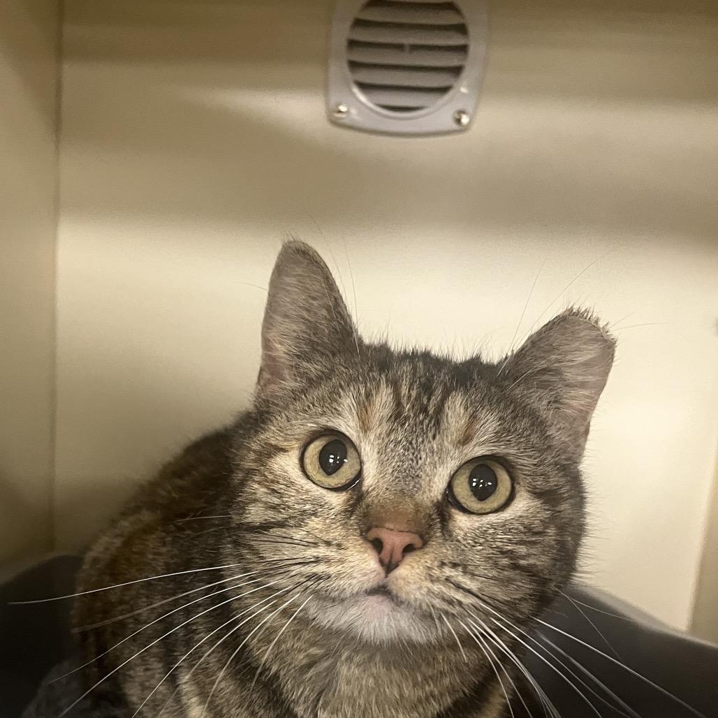 Enlarge Atlas, a Adoptable Domestic Short Hair in Hinsdale, IL image 3/3