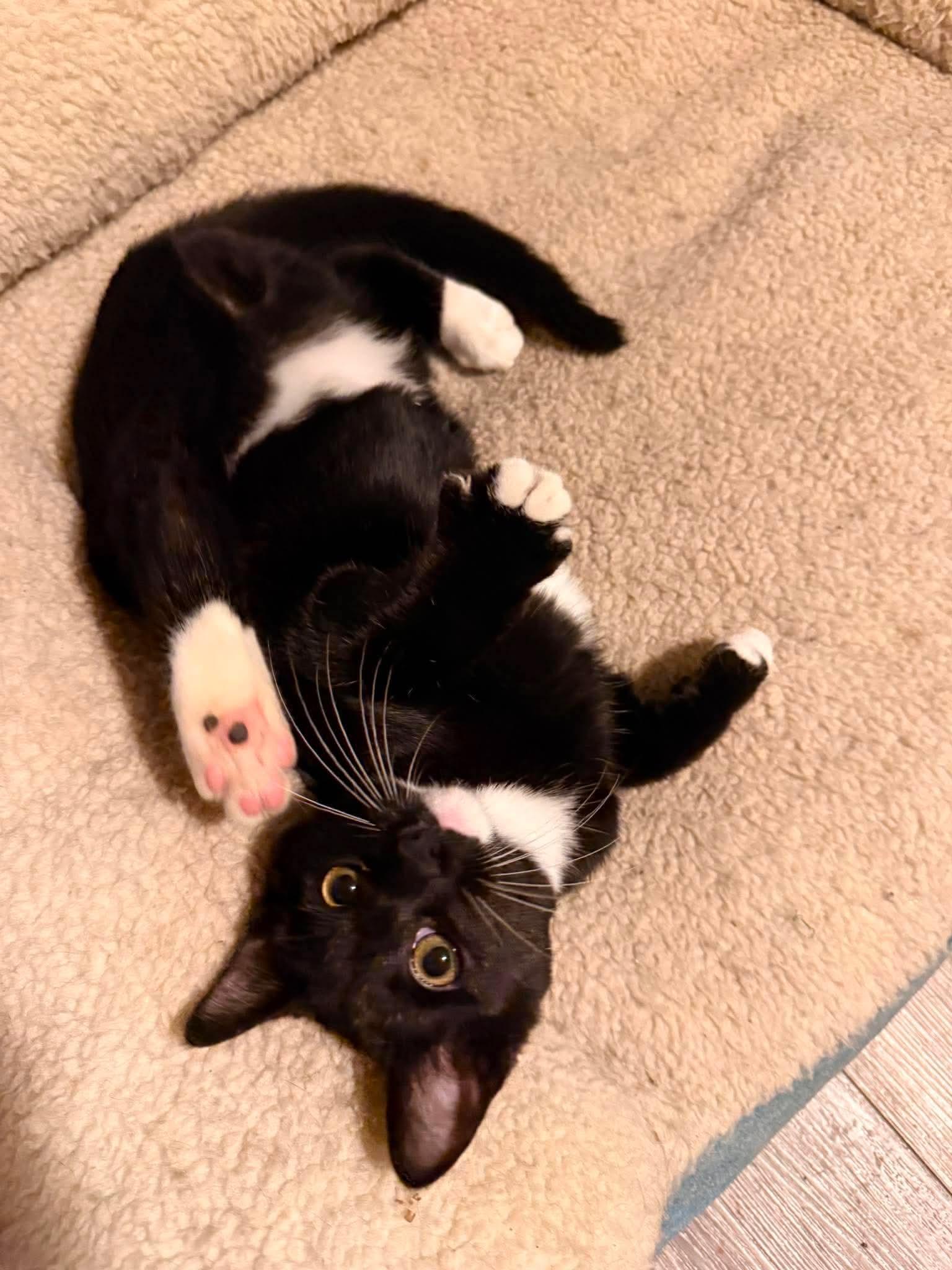 Wonka & Kevin, a ADOPTABLE American Shorthair in Charlotte, NC image 3/3