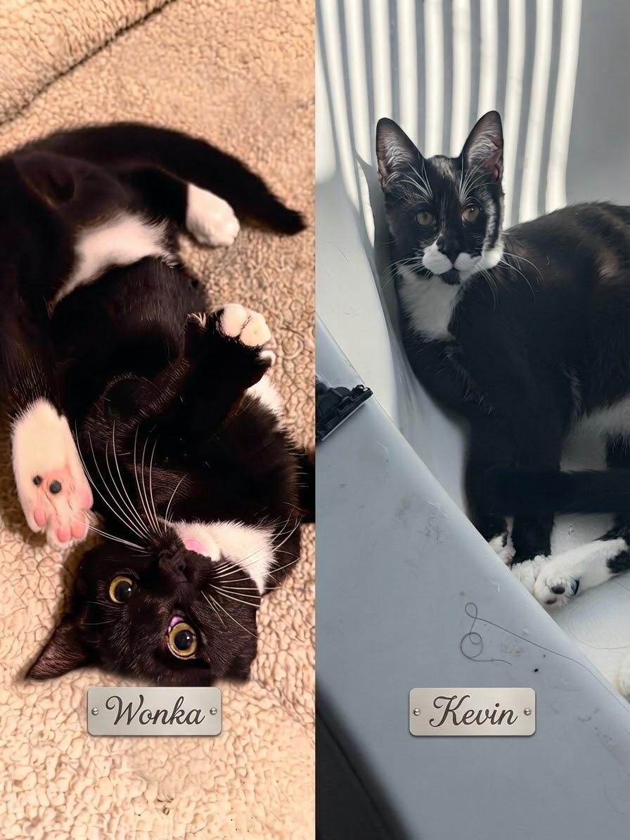 Wonka & Kevin, a ADOPTABLE American Shorthair in Charlotte, NC image 1/3