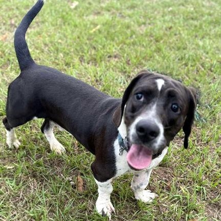 MELVIN - HONORARY ADOPTION, Adopted, Young Male Basset Hound.