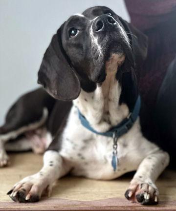 MELVIN - HONORARY ADOPTION, a Adopted Basset Hound in Mays Landing, NJ image 3/3