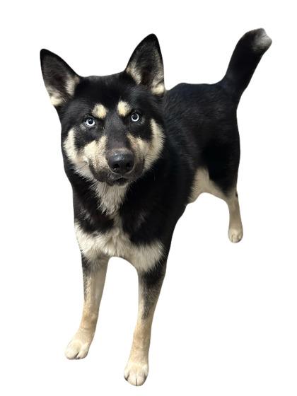Dodger, ADOPTABLE, Young Male Siberian Husky.
