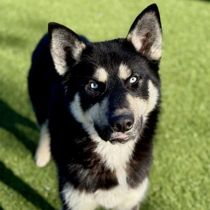 Enlarge Dodger, an adoptable mixed breed in Red Bluff, CA image 2/3