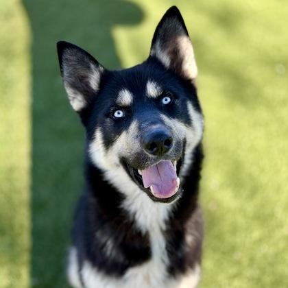 Dodger, adoptable, Young Male Siberian Husky.