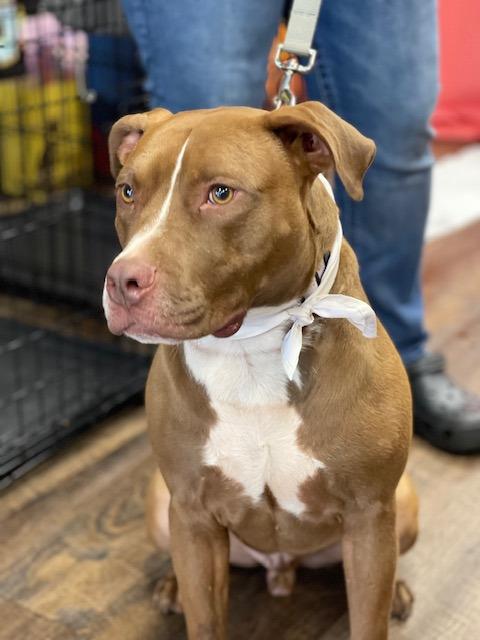 Gabe, a Adoptable mixed breed in Sharpsburg, GA image 2/6