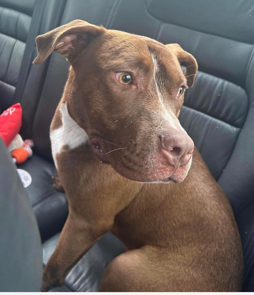 Enlarge Gabe, a Adoptable mixed breed in Sharpsburg, GA image 2/6