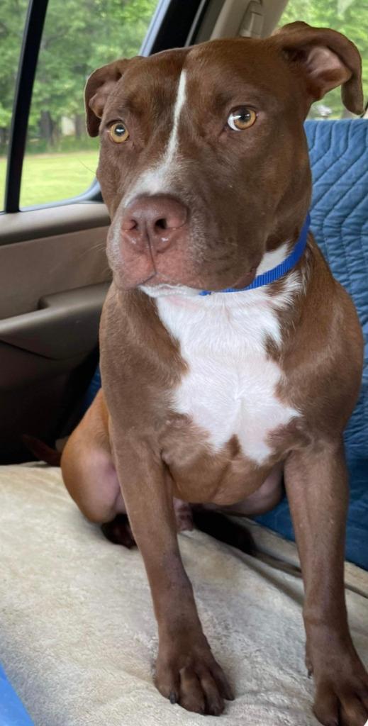 Gabe, a Adoptable mixed breed in Sharpsburg, GA image 3/6