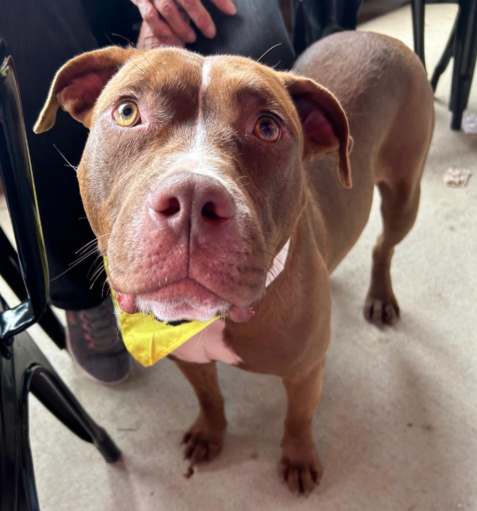 Gabe, a Adoptable mixed breed in Sharpsburg, GA image 4/6