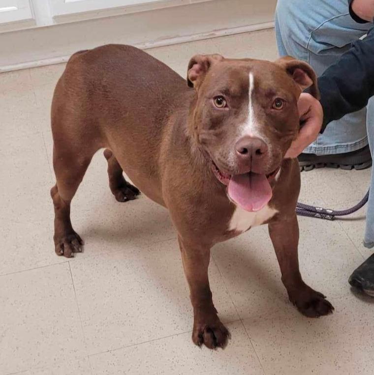 Gabe, a Adoptable mixed breed in Sharpsburg, GA image 6/6