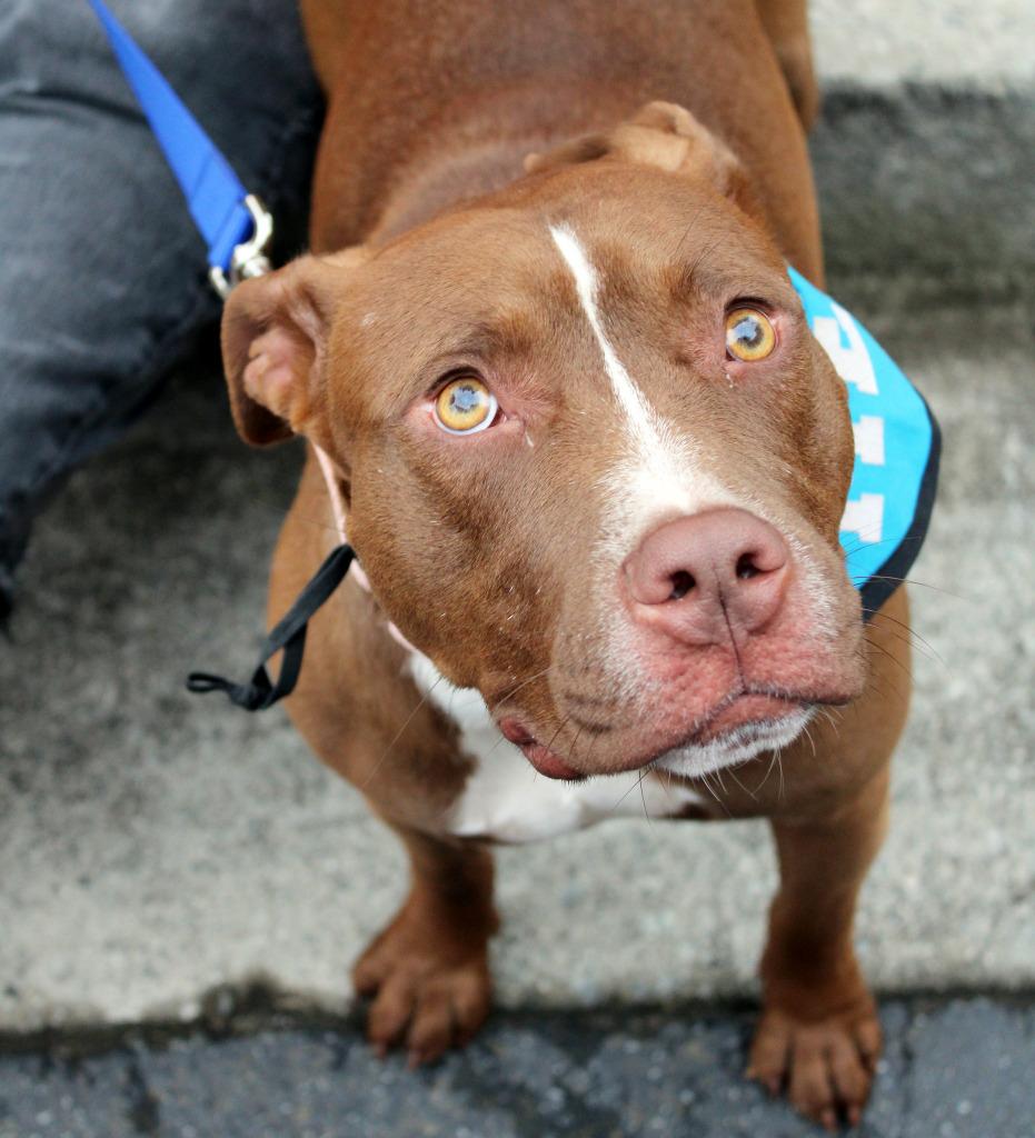 Enlarge Gabe, a Adoptable mixed breed in Sharpsburg, GA image 6/6