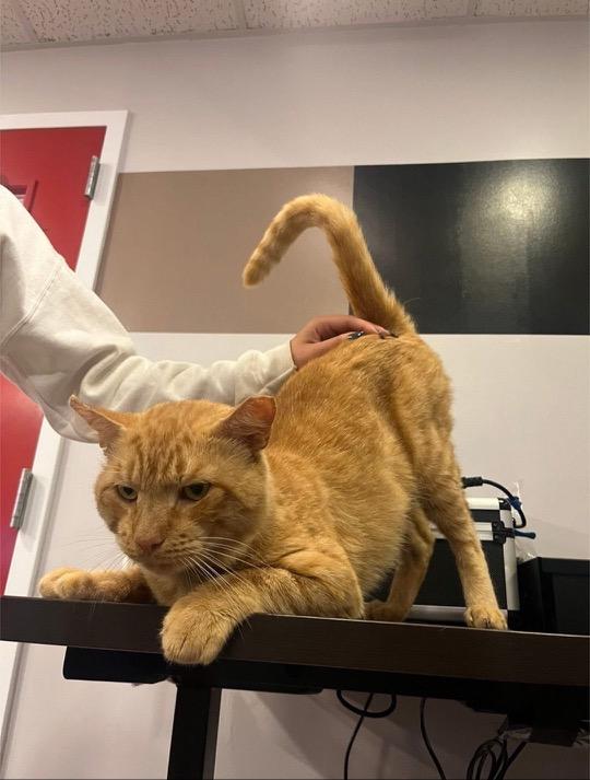 Oakley, Adopted, Adult Male Domestic Short Hair.