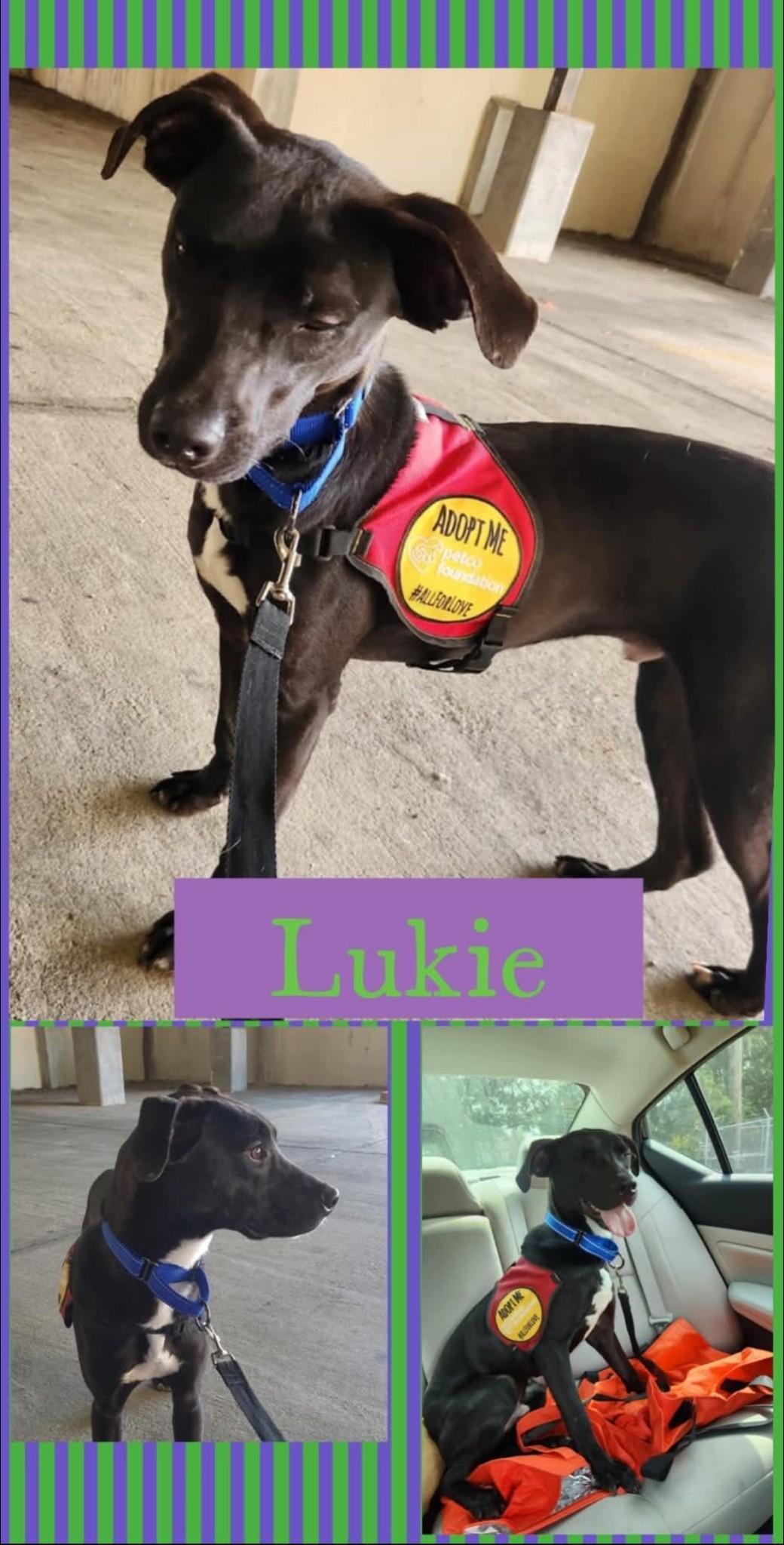 Lukie, Adoptable, Young Male Labrador Retriever.