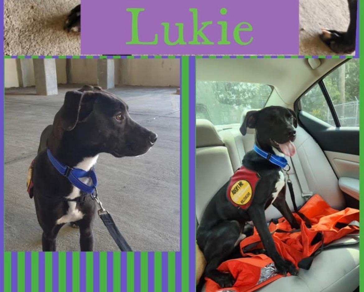 Lukie, Adoptable, Young Male Labrador Retriever.