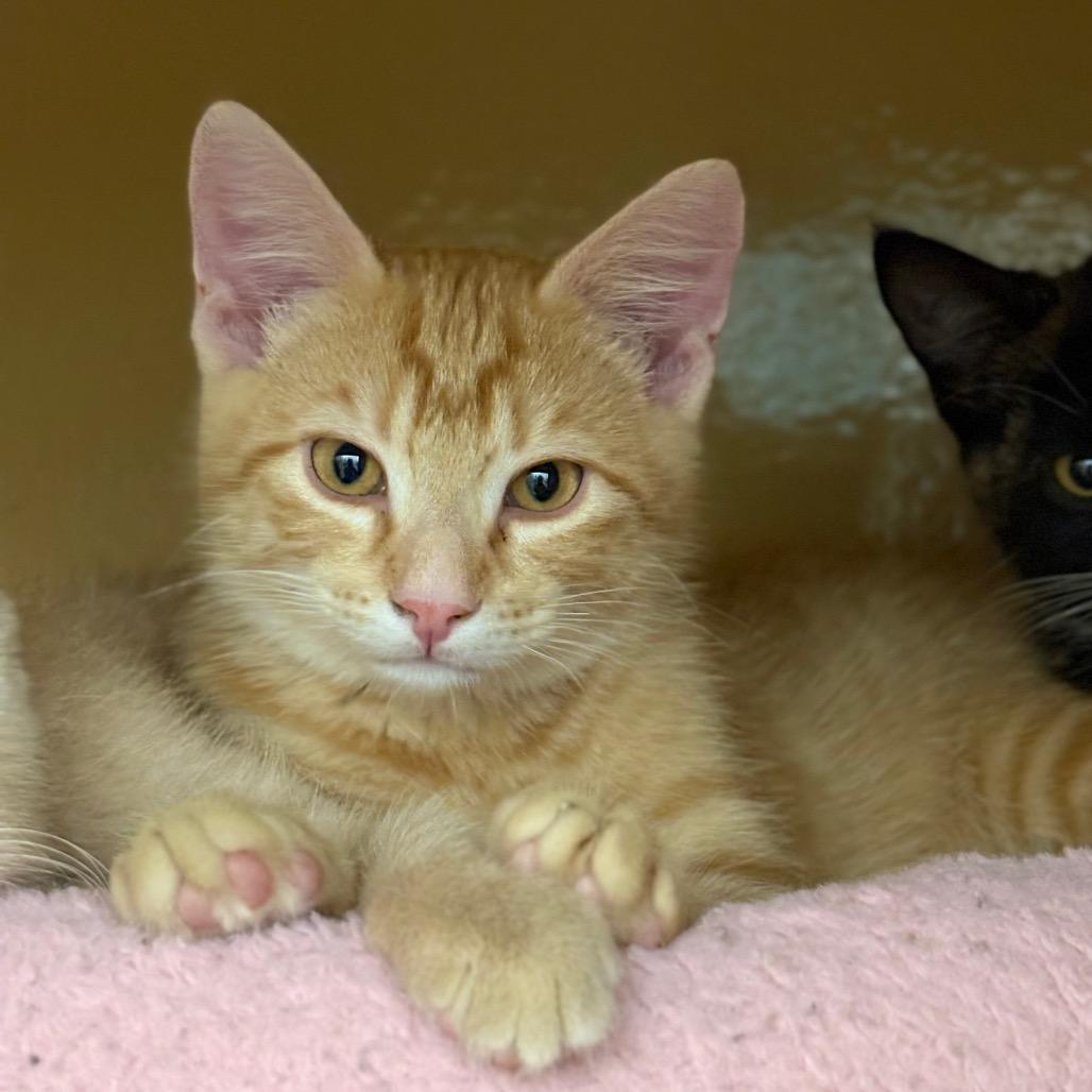 Enlarge McDuff, a Adoptable Domestic Short Hair in Spokane, WA image 1/2