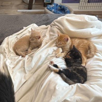 Enlarge McDuff, a Adoptable Domestic Short Hair in Spokane, WA image 2/2