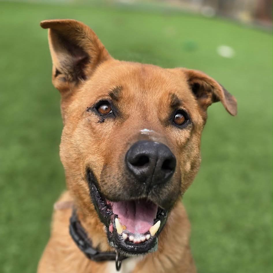 Enlarge Scooby, a Adoptable Shepherd in Coos Bay, OR image 1/2