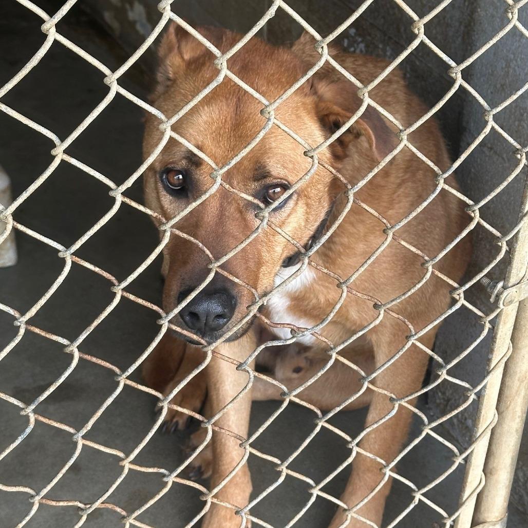 Enlarge Scooby, a Adoptable Shepherd in Coos Bay, OR image 2/2