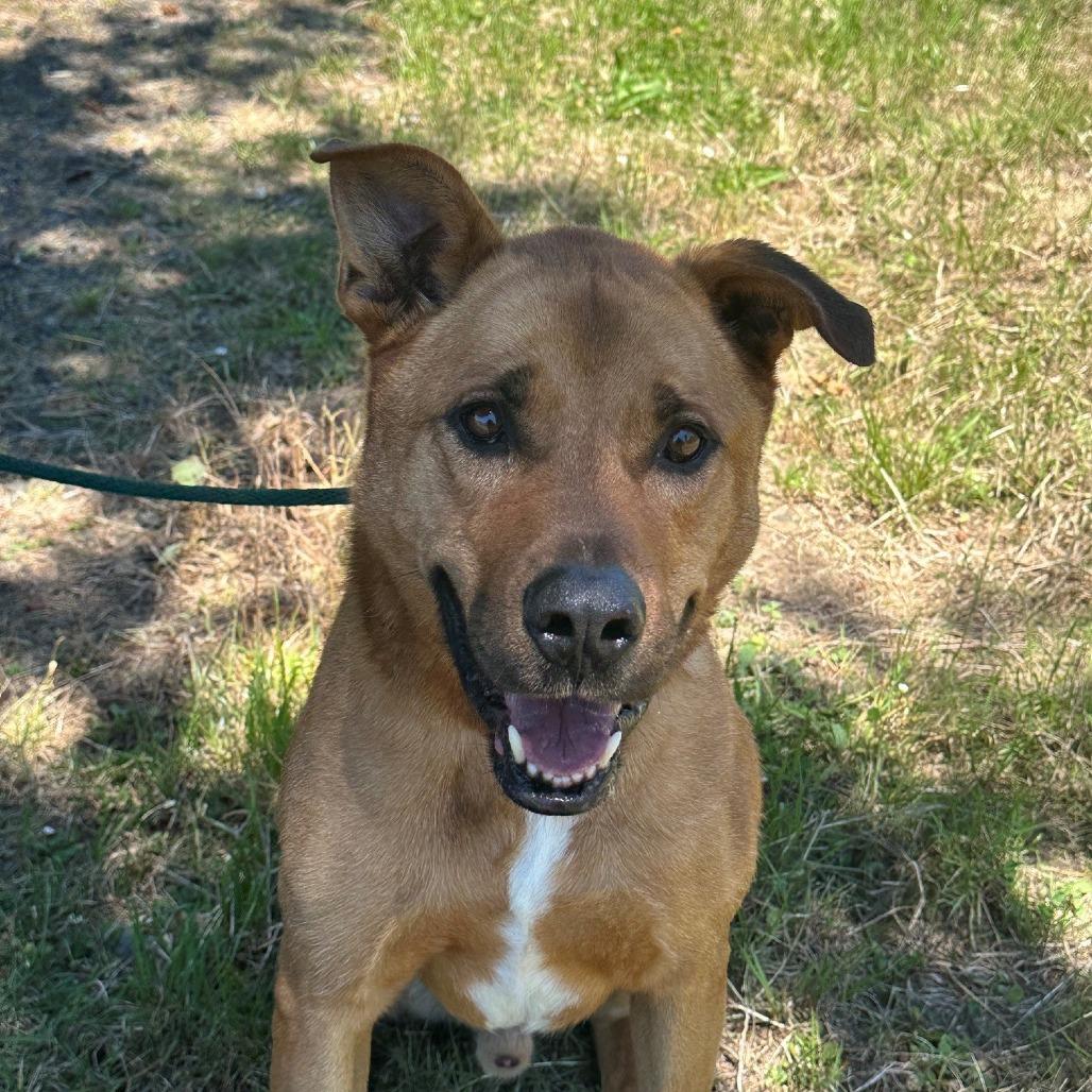 Scooby, a Adoptable Shepherd in Coos Bay, OR image 3/3