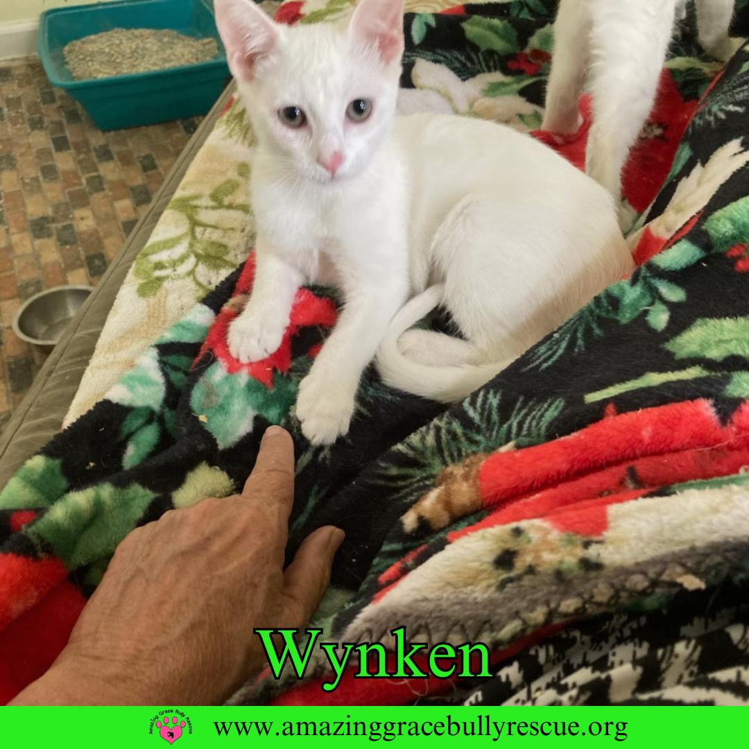 Wynken, a Adoptable Domestic Short Hair in Pensacola, FL image 1/3