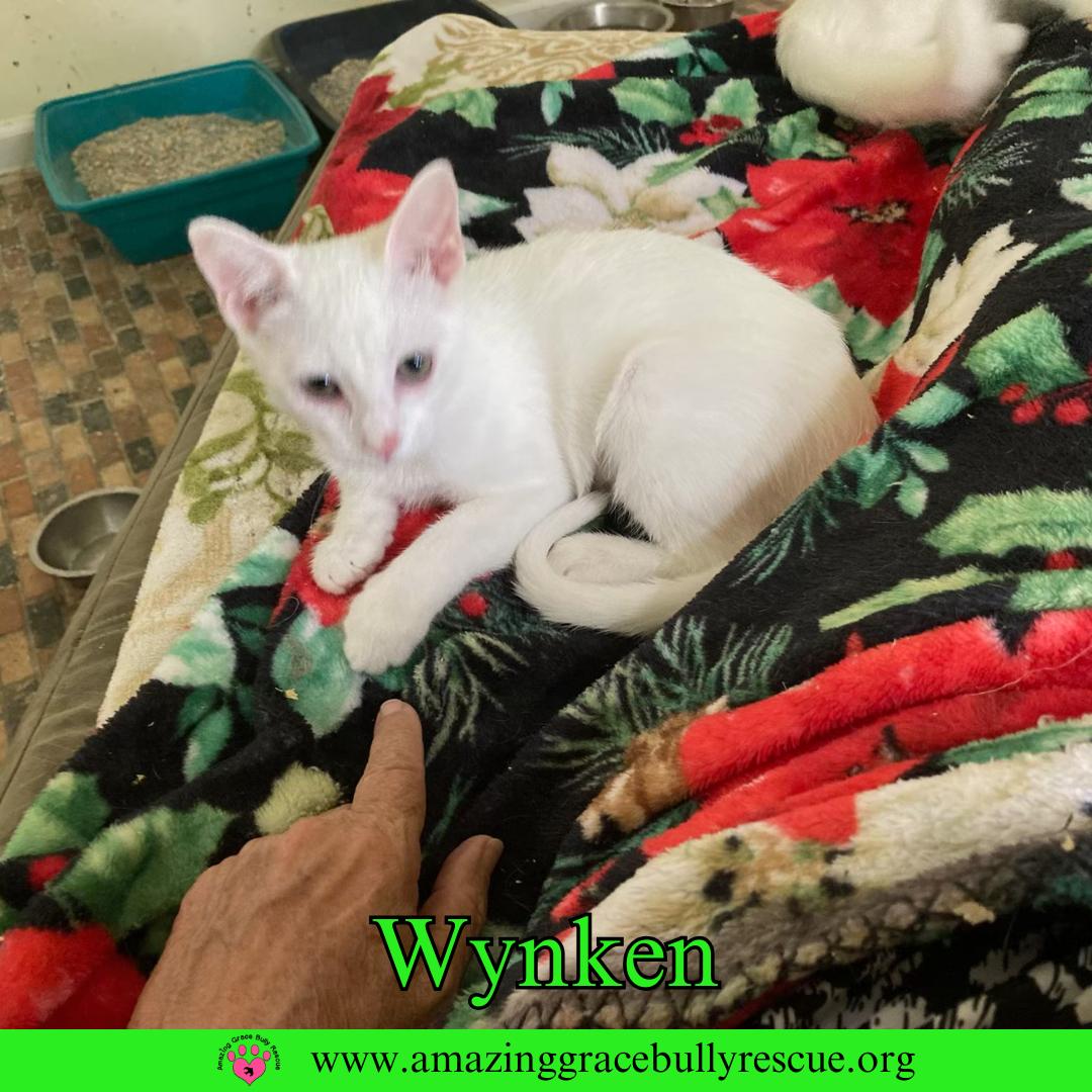 Wynken, a Adoptable Domestic Short Hair in Pensacola, FL image 3/3