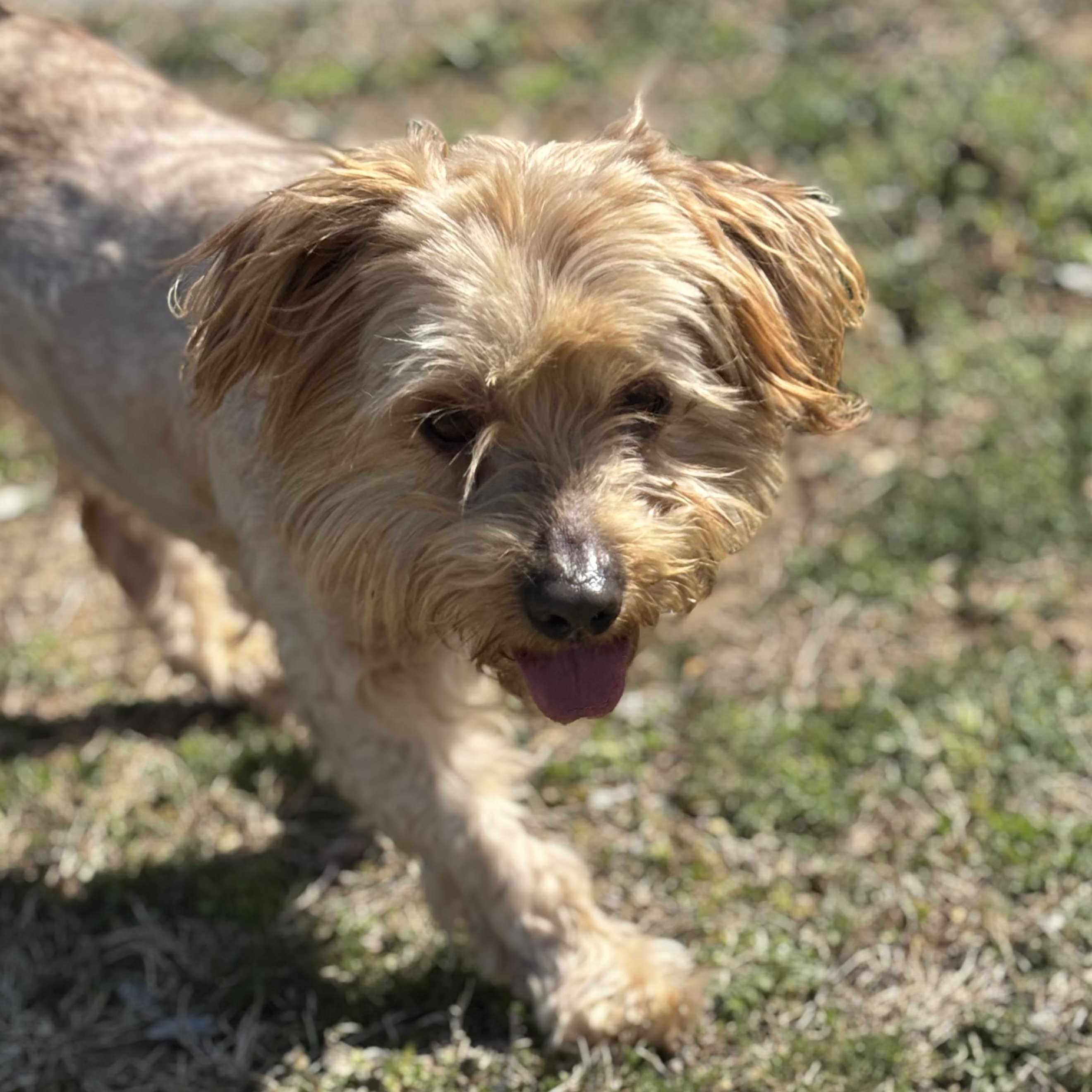 Enlarge Edward, an adopted Lhasa Apso in Lowell, AR image 4/6