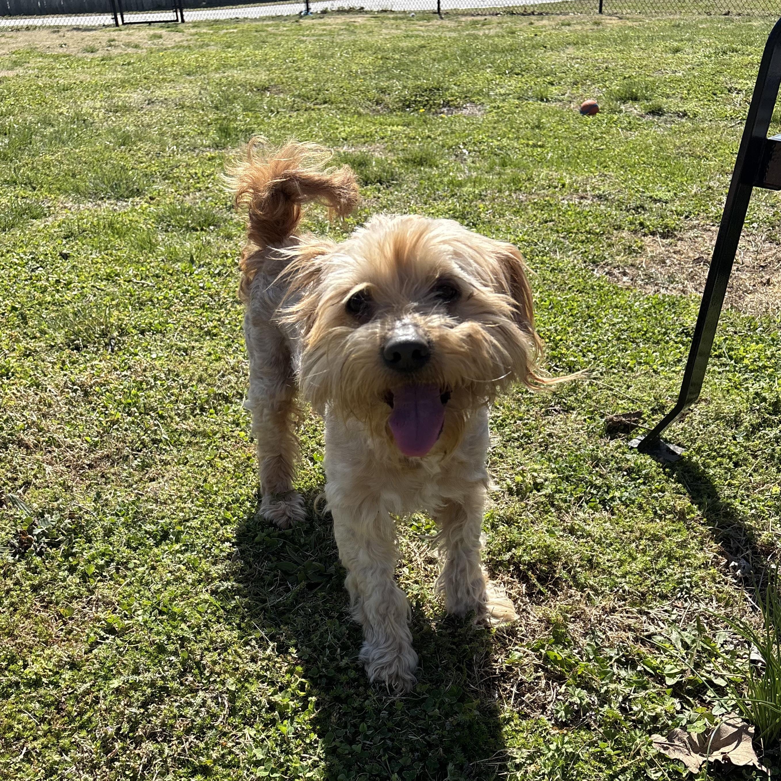 Enlarge Edward, an adopted Lhasa Apso in Lowell, AR image 2/6