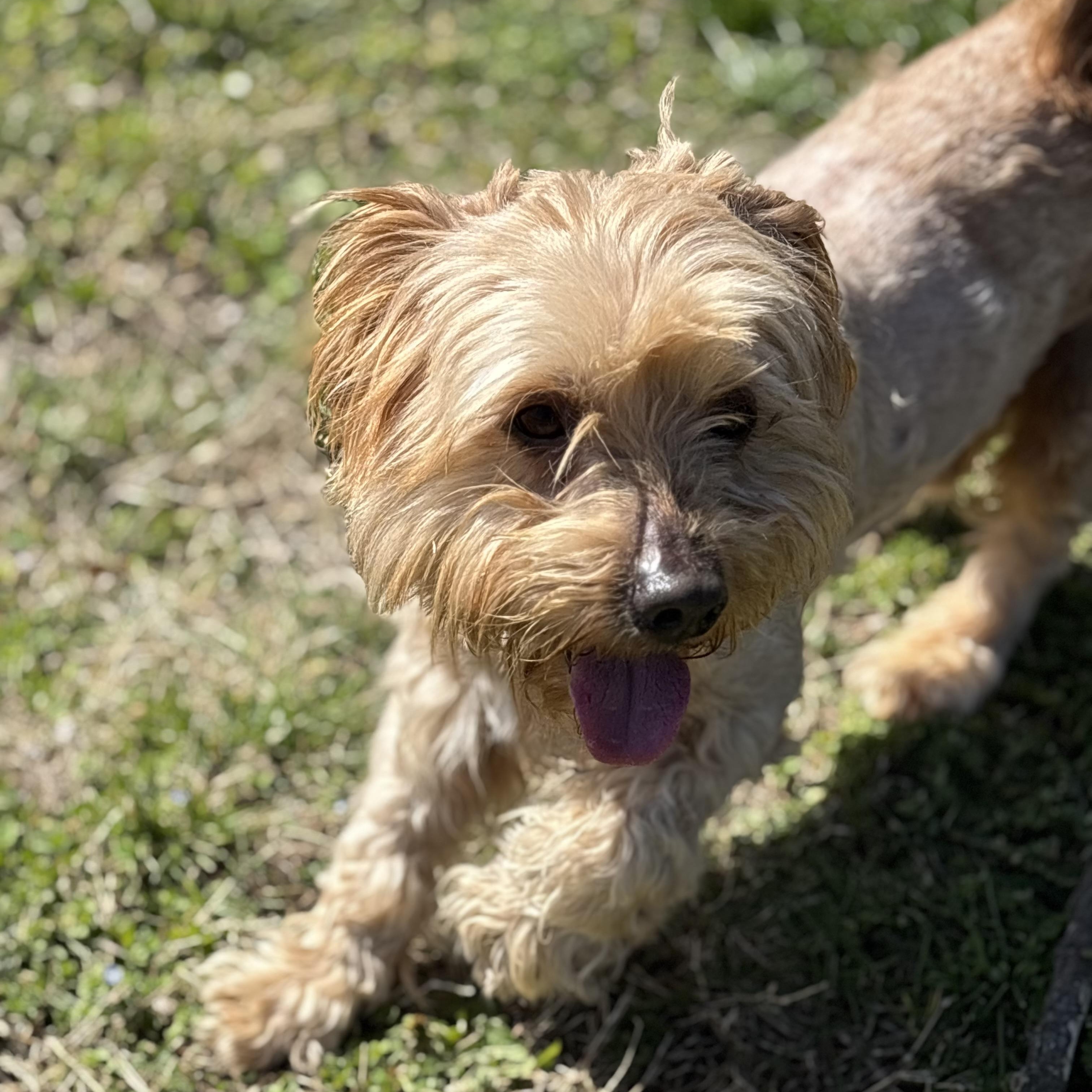 Enlarge Edward, an adopted Lhasa Apso in Lowell, AR image 6/6